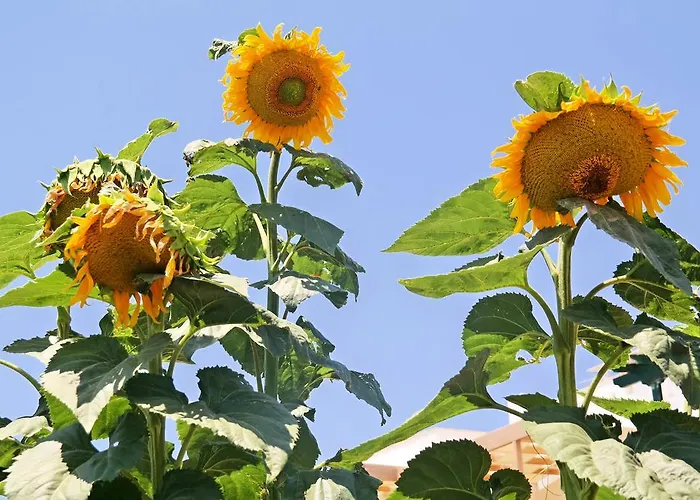 公寓 Elpidas Agia Anna (Naxos)